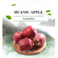 SUPER QUALITY FRESH TIANSHUI HUANIU APPLE